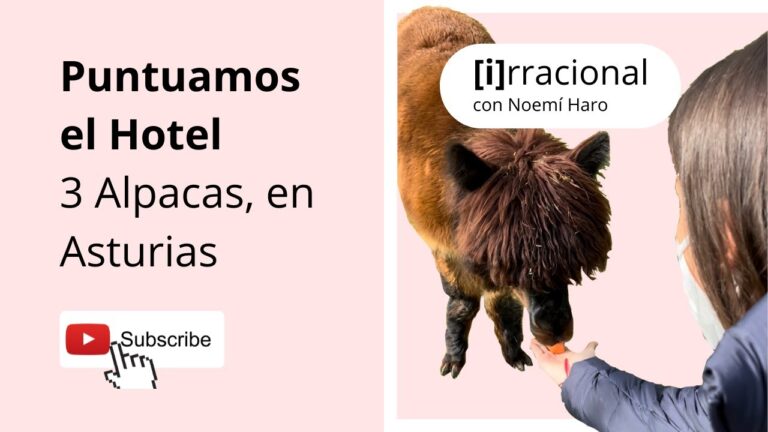 Hotel con 3 alpacas: Una experiencia única en la naturaleza