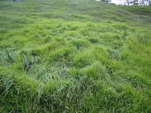 Pastos en Colombia: Una gu&iacute;a completa