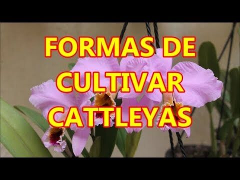 Avet Blau: La Belleza Azul de la Naturaleza