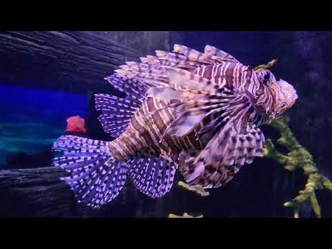 Descubre el Acuario de Oporto: Una Aventura Submarina