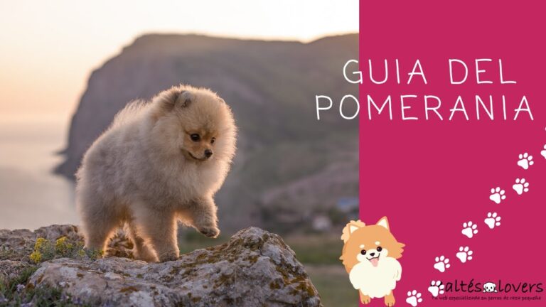 Precio de Pomerania en Espa&ntilde;a: Gu&iacute;a de Compra