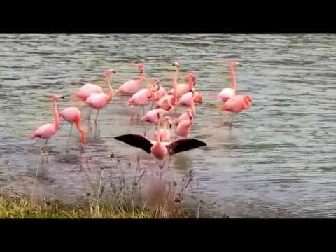 La Fauna de las Islas Galápagos: Diversidad y Especies Emblemáticas