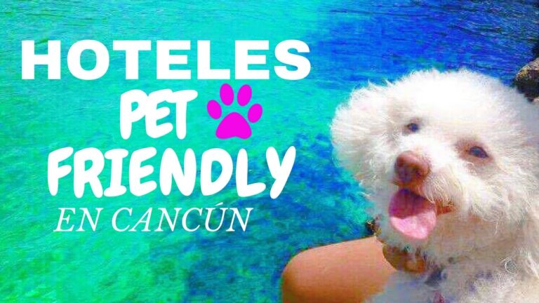 Viajes con Perros Todo Incluido: La Mejor Experiencia para Tu Mascota