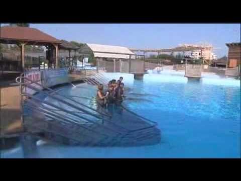 Nadar con delfines en Benalm&aacute;dena: Una experiencia &uacute;nica